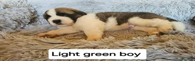 Saint Bernard 2