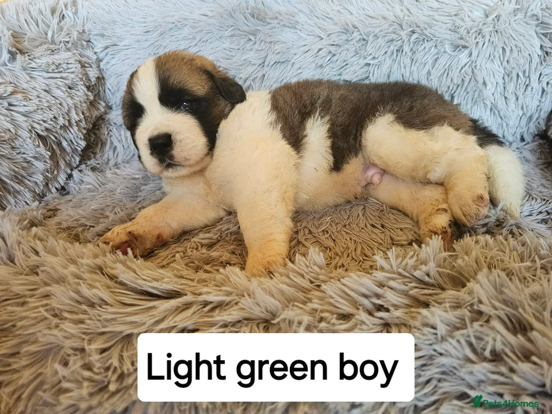 Saint Bernard dogs for sale: Saint Bernard‘s puppies - Advert 34