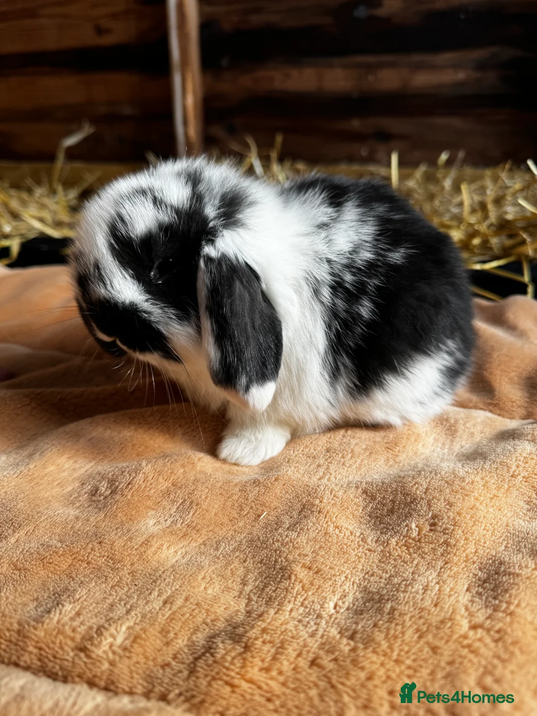 French Lop rabbits for sale: 🩷Pure bred French lop kits🩵 - Advert 7