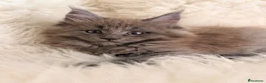 Maine Coon 1 blue female