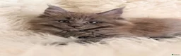 Maine Coon cats for sale: TICA registered pure breed Maine coon kittens - Advert 13