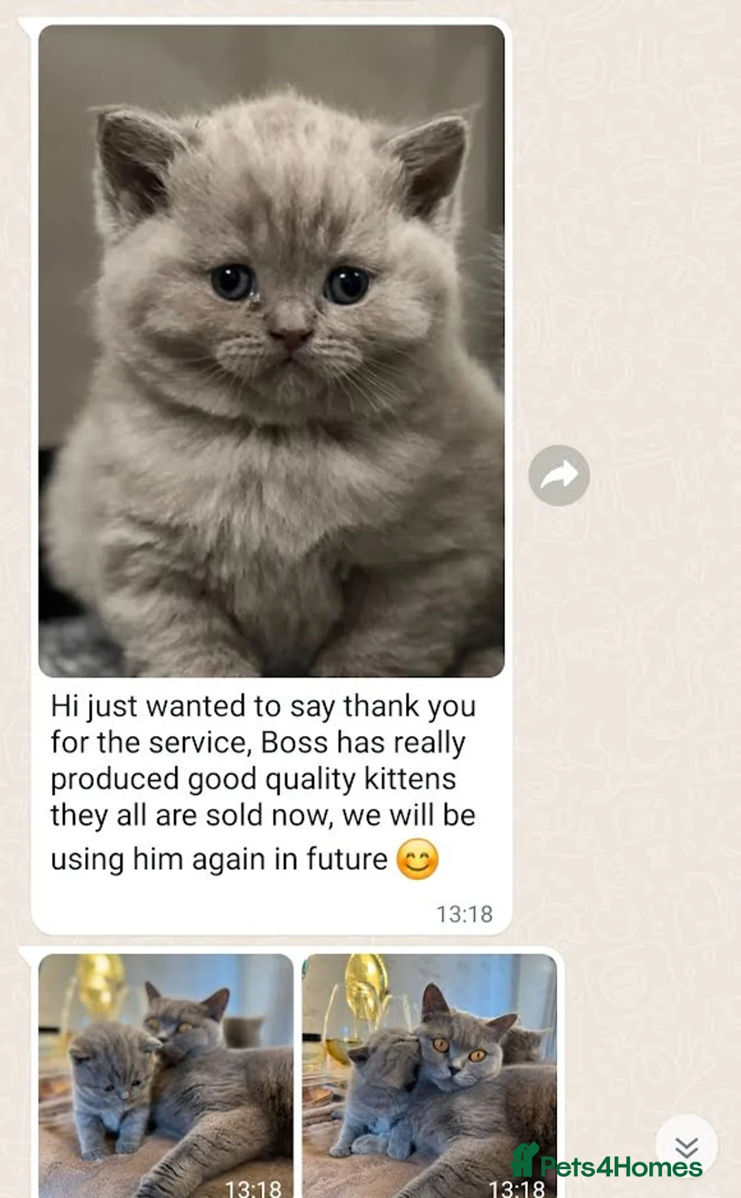 British Shorthair cats for stud: Perfect British Shorthair Stud in Leeds - Advert 14