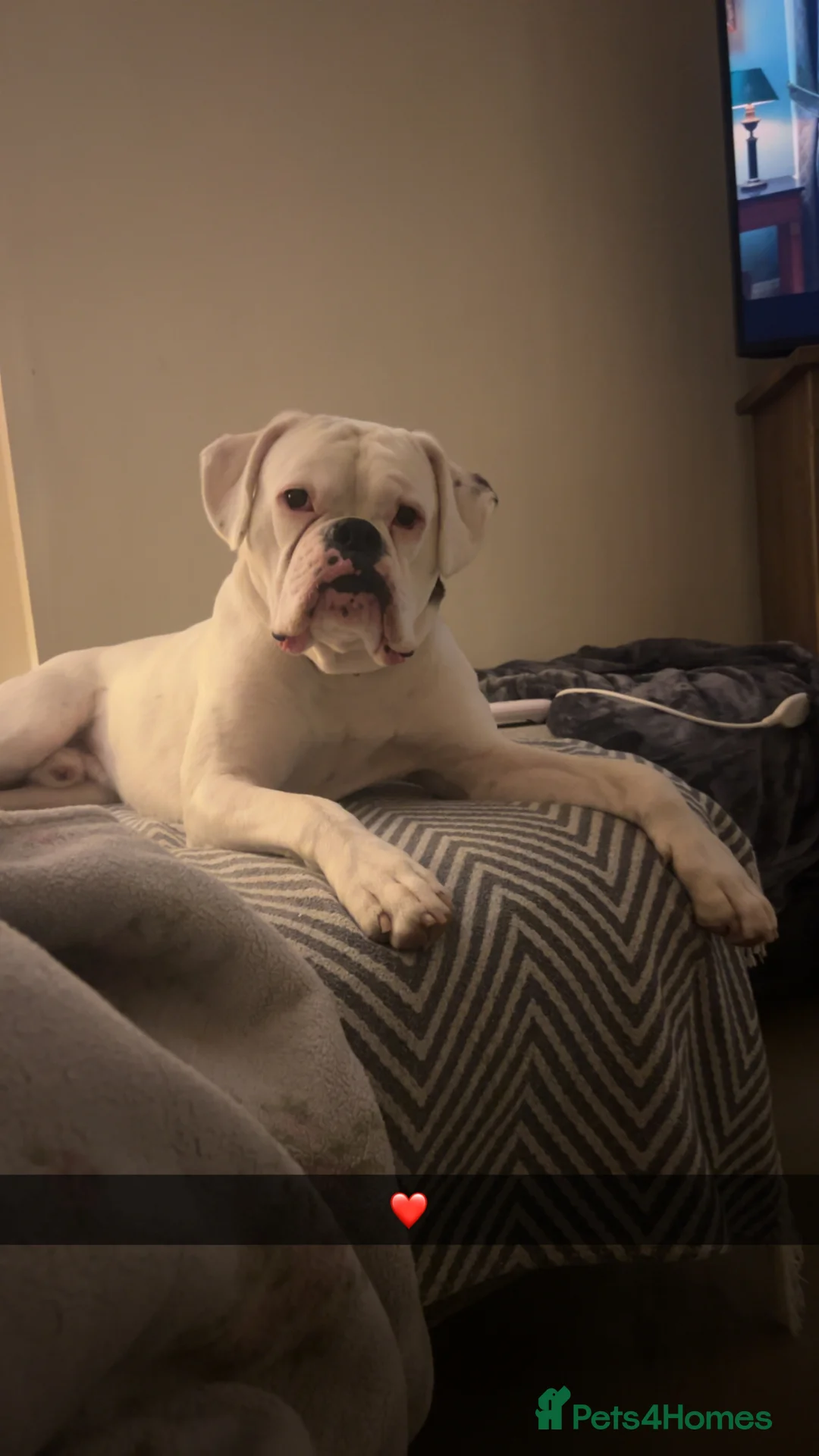 Boxer dogs for sale: Boxer re homing  - Advert 4