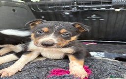 Border Collie dogs for sale: Wonderful black/white/tri border collie puppies  - Image 4