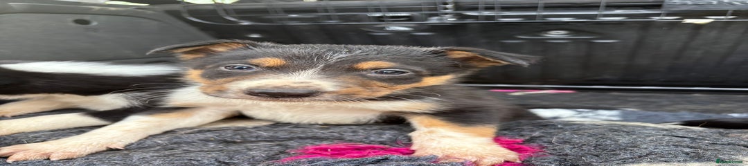 Border Collie Puppy 2