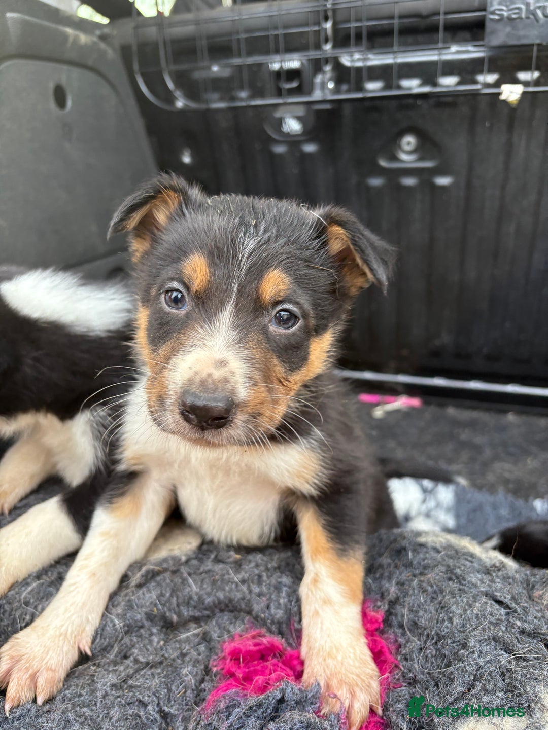 Border Collie dogs for sale: Wonderful black/white/tri border collie puppies  - Image 4