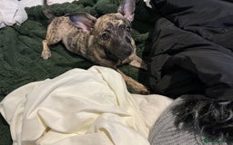 Mixed Breed dogs for sale: (Female) Jack chihuahua 4 months  - Advert 5