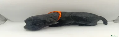 Schnoodle 10