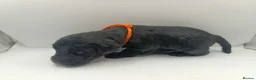 Schnoodle dogs for sale: Exceptional F1 Blue Schnoodle Puppies  - Advert 27