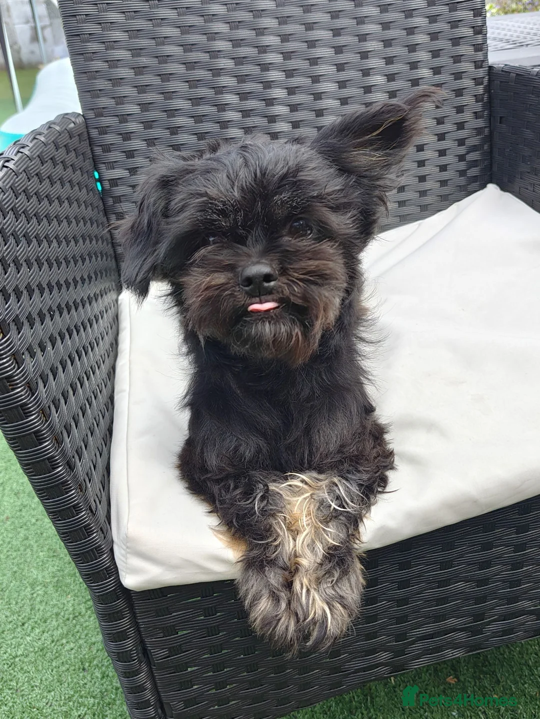 Mixed Breed dogs for sale: Shiffon Girl Looking for a Loving Forever Home - Advert 2