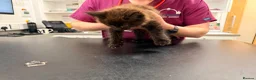 Maine Coon cats for sale: XL MAINE COON EUROPEAN LINES! Ready now!  - Advert 17