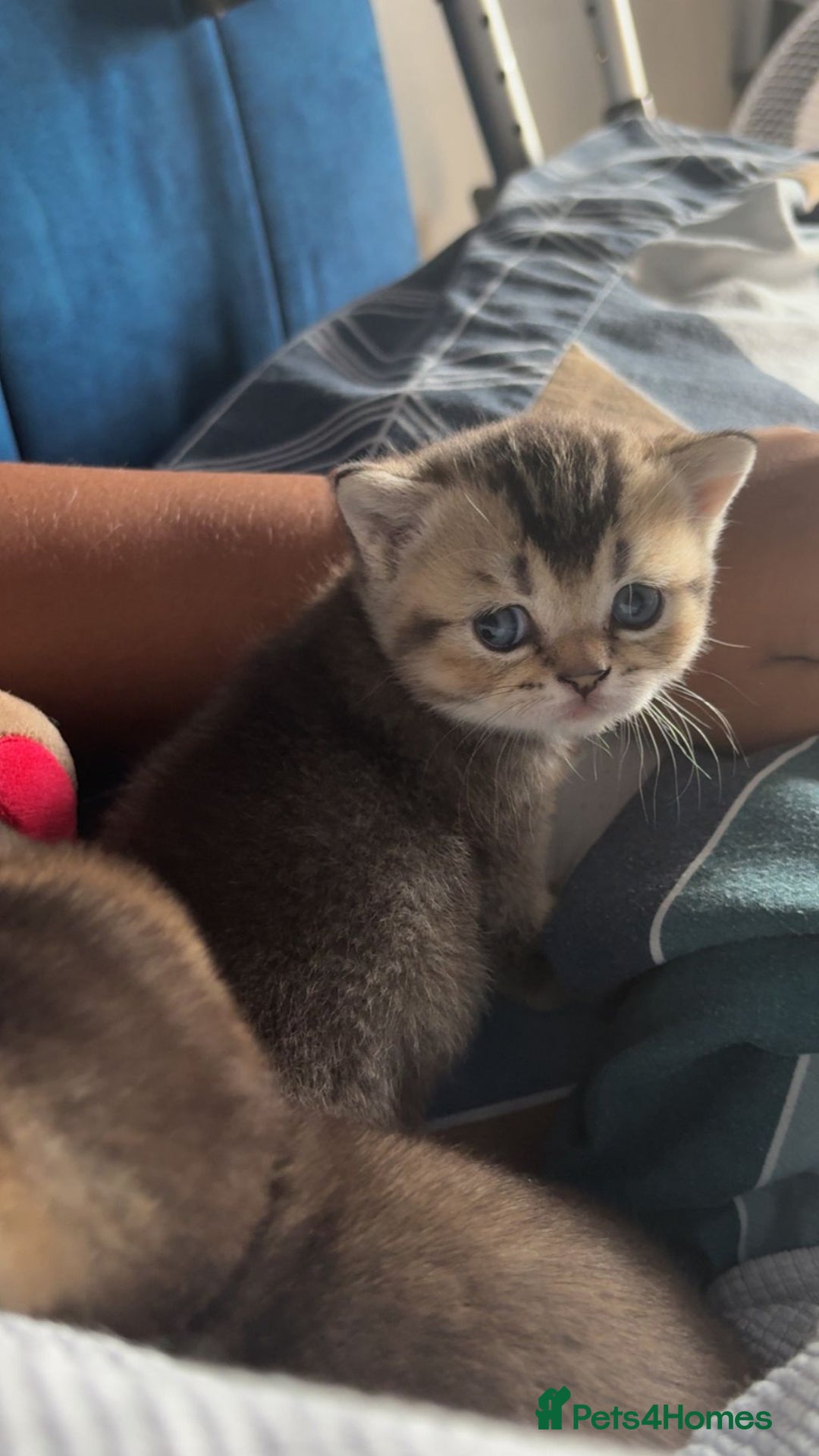 British Shorthair cats for sale: Golden British shorthairs  - Image 11