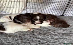 English Springer Spaniel dogs for sale: Sired by Brocklinton Bertie FTCH, docked - Image 20