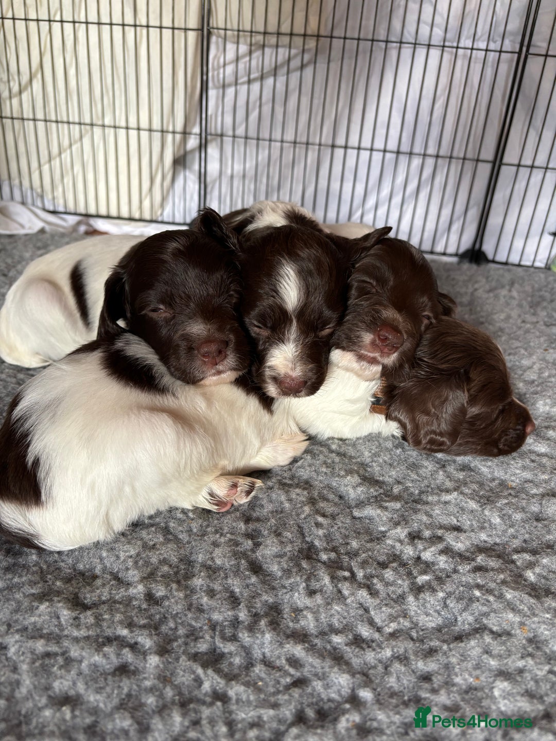 English Springer Spaniel dogs for sale: Sired by Brocklinton Bertie FTCH, docked - Image 20