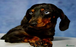 Miniature Dachshund dogs for adoption: Sky: The Blue-Eyed Miracle Who Survived the Cold - Image 1