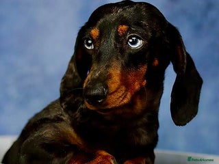 Miniature Dachshund dogs - Advert 5