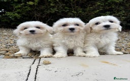 Cavapoo dogs for sale: Health checked cavapoo puppies - Image 2