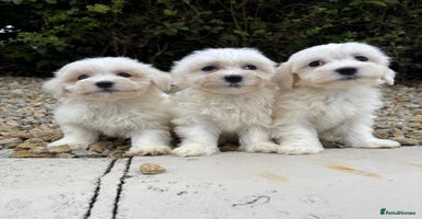 Cavapoo dogs - Advert 3