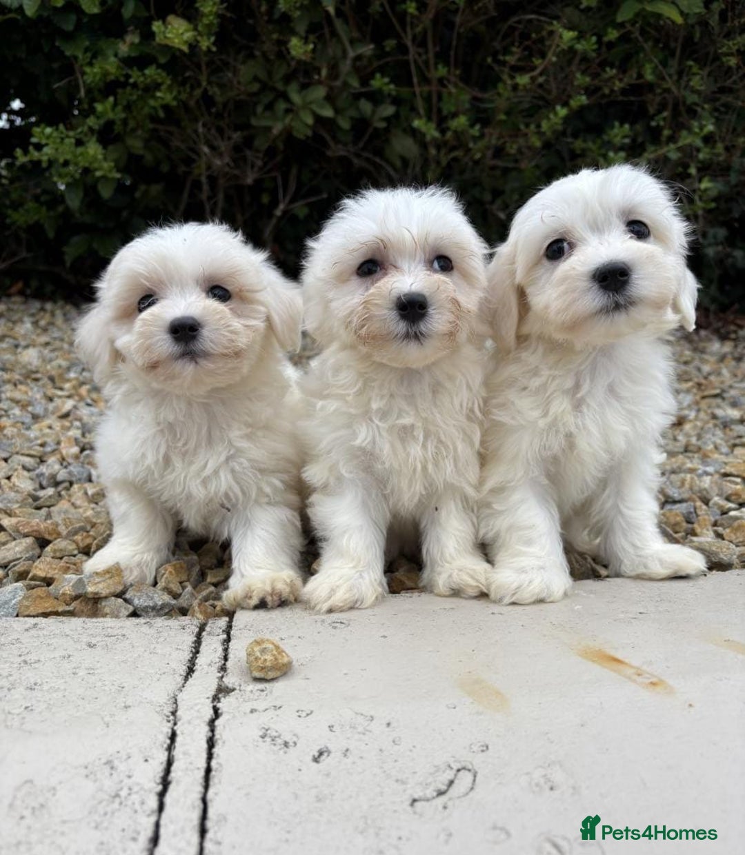 Cavapoo dogs for sale: Health checked cavapoo puppies - Image 2