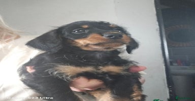 Doxiepoo dogs - Advert 11