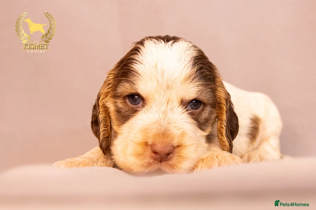 Cocker Spaniel dogs for sale: TRUE SHOW TYPE COCKER SPANIELS - Advert 21