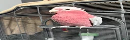 Cockatoo birds for sale: Galah cockatoo in Halifax - Advert 4