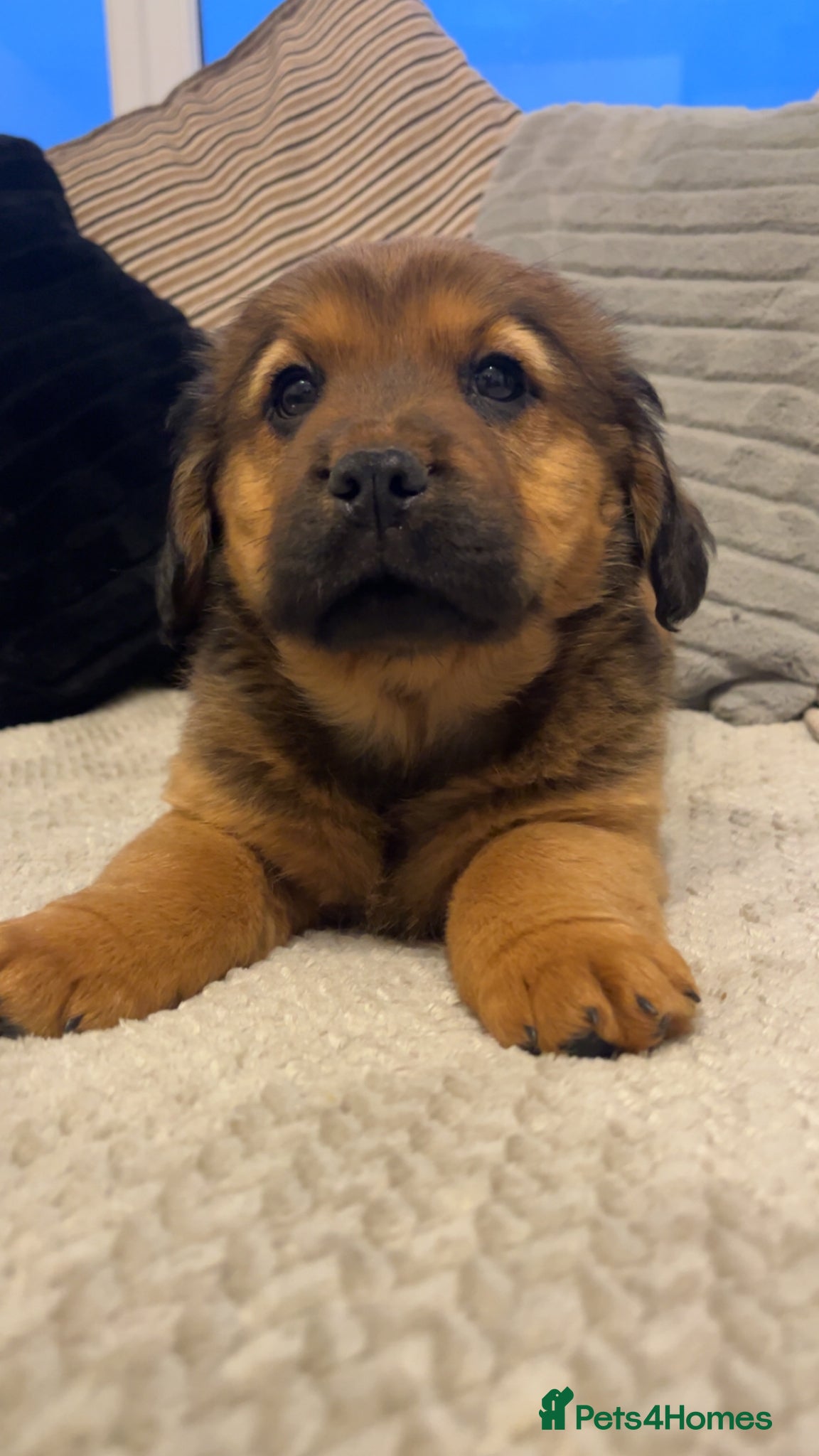 Mixed Breed dogs *ready to leave* Gorgeous chow chow x cocker pups  - Advert 1