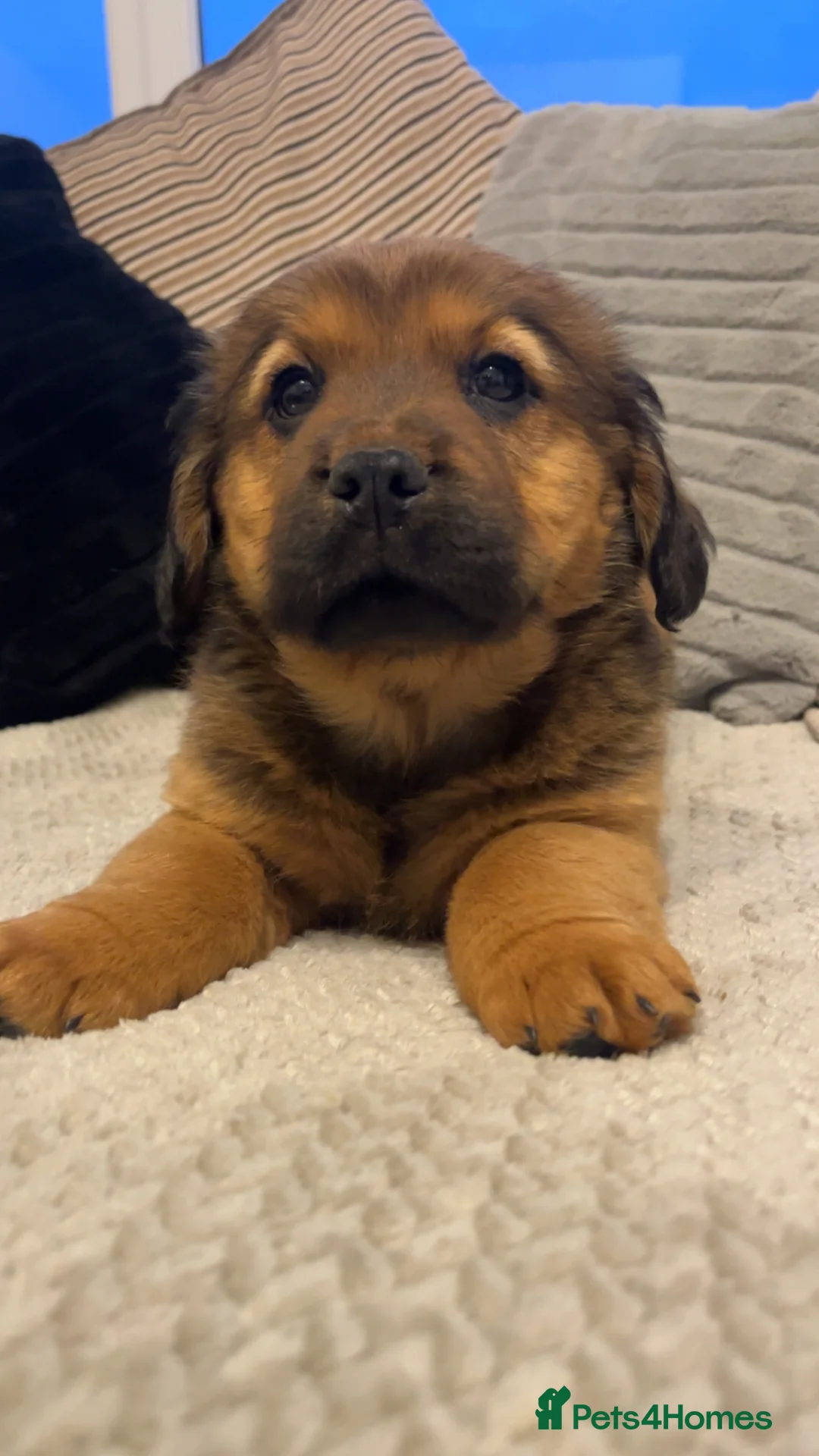 Mixed Breed dogs for sale: 5 Gorgeous chow x cocker girls - Advert 1