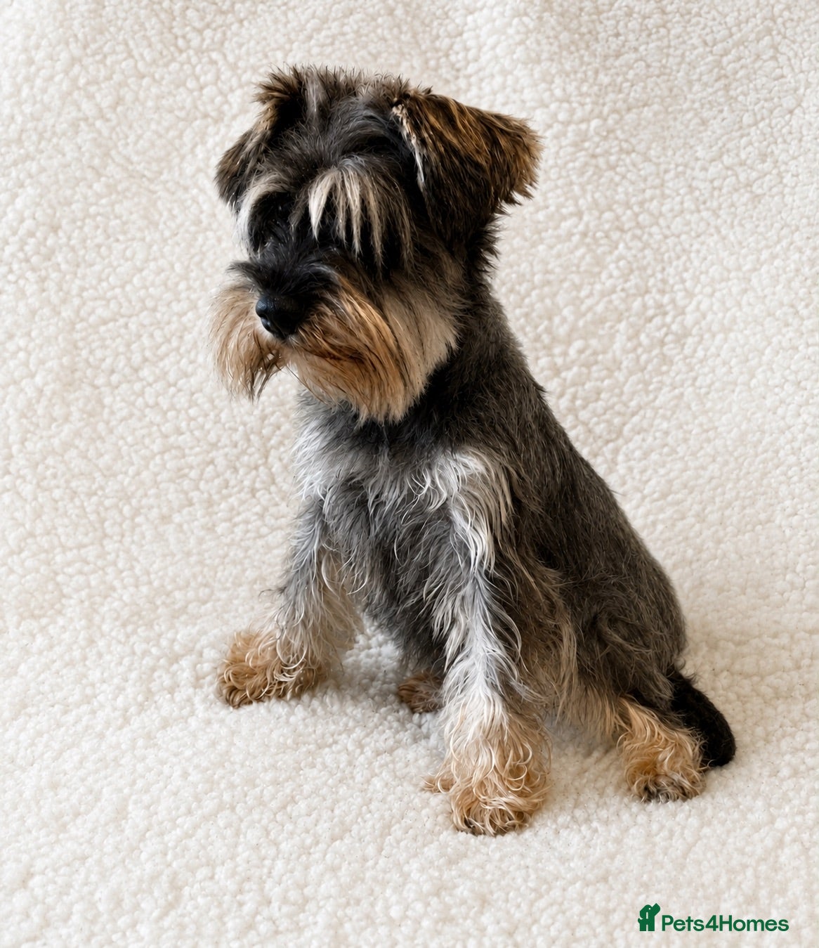 Schnoodle dogs Beautiful Miniature Schnauzer × Toy Poodle Puppies - Advert 2
