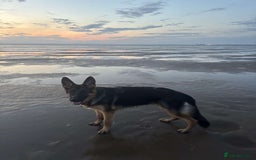 German Shepherd dogs for sale: Re-homing my beautiful boy Diesel - Image 1