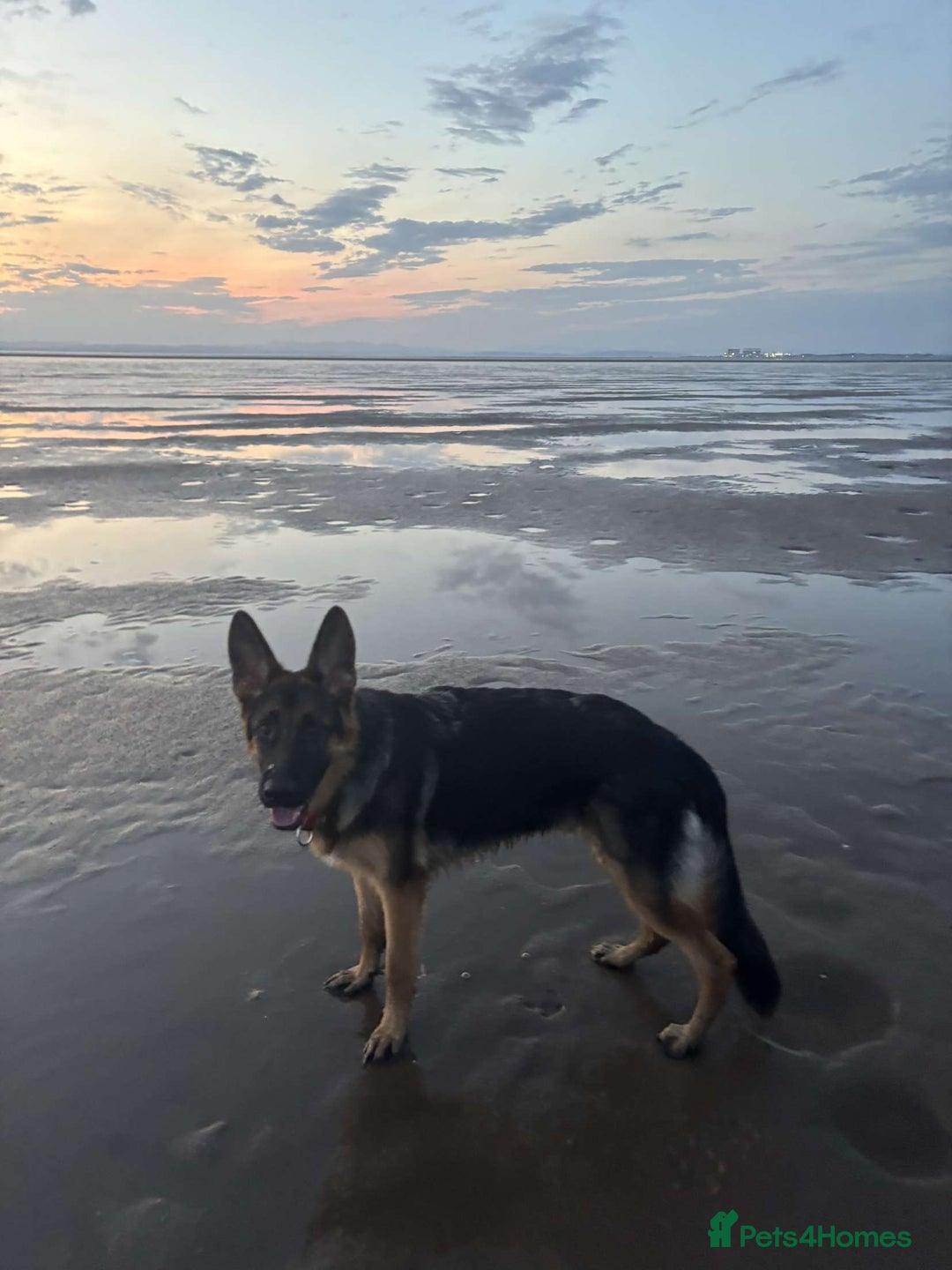 German Shepherd dogs for sale: Re-homing my beautiful boy Diesel - Image 1