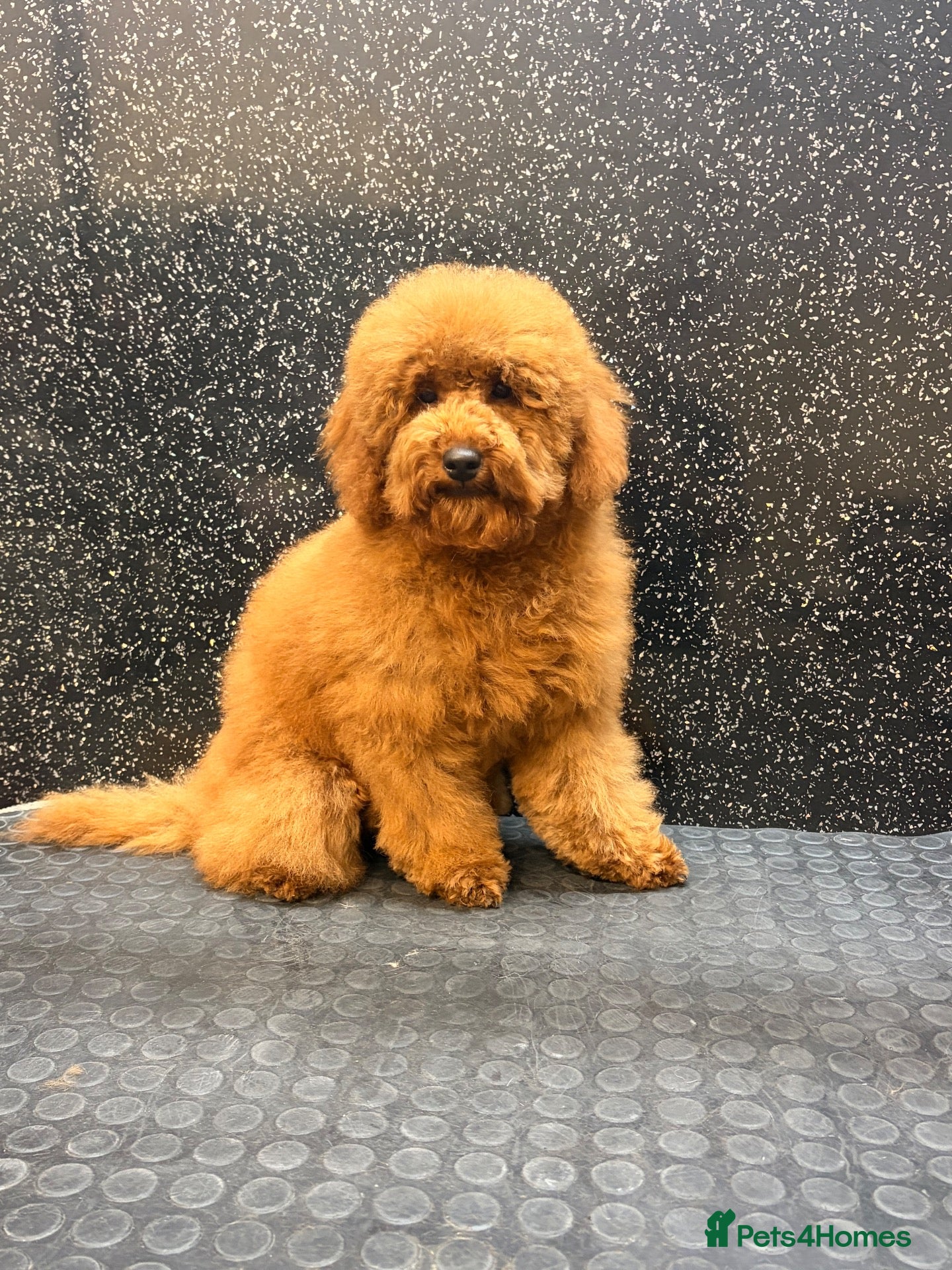 Toy Poodle dogs for sale: 🐾KC Registered Male Red Toy Poodle Puppy 🐾 - Advert 1