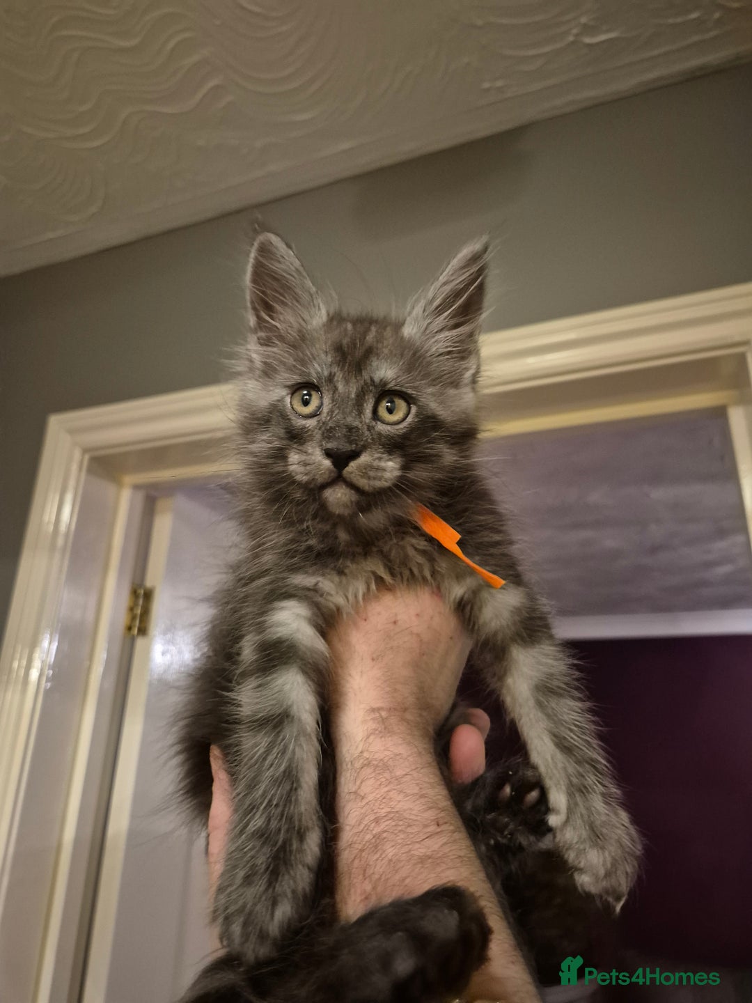 Maine Coon cats for sale: Maine Coon kittens - Advert 3
