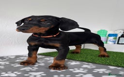 Dobermann dogs for sale: European Dobermanns - 1 Female Remaining *Reduced* - Image 6