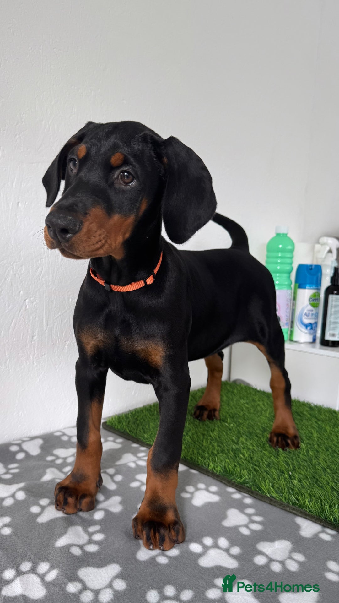 Dobermann dogs for sale: European Dobermanns - 1 Female Remaining *Reduced* - Image 6