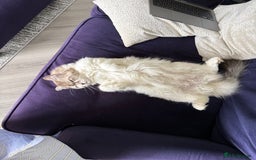RagaMuffin cats for sale: 2 year old Ragamuffin sisters to loving home - Image 9