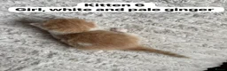 Mixed Breed cats for sale:  9 gorgeous kittens.  - Advert 14