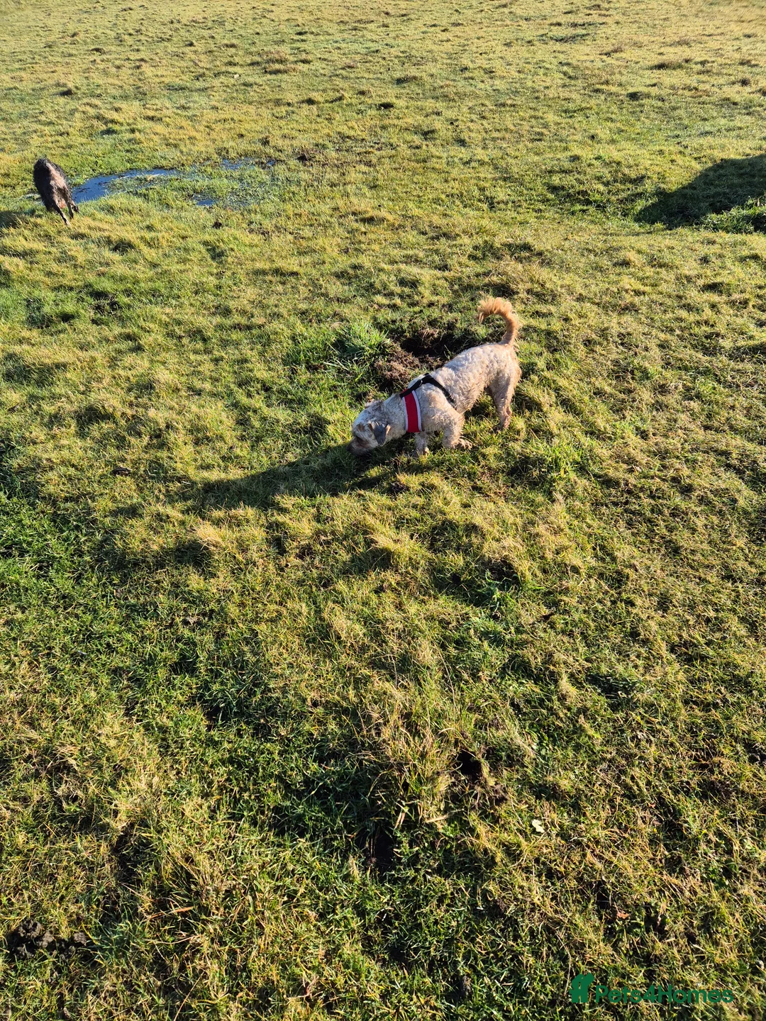 Chorkie dogs for sale: Little louie lovable cheeky affectionate boy - Advert 6