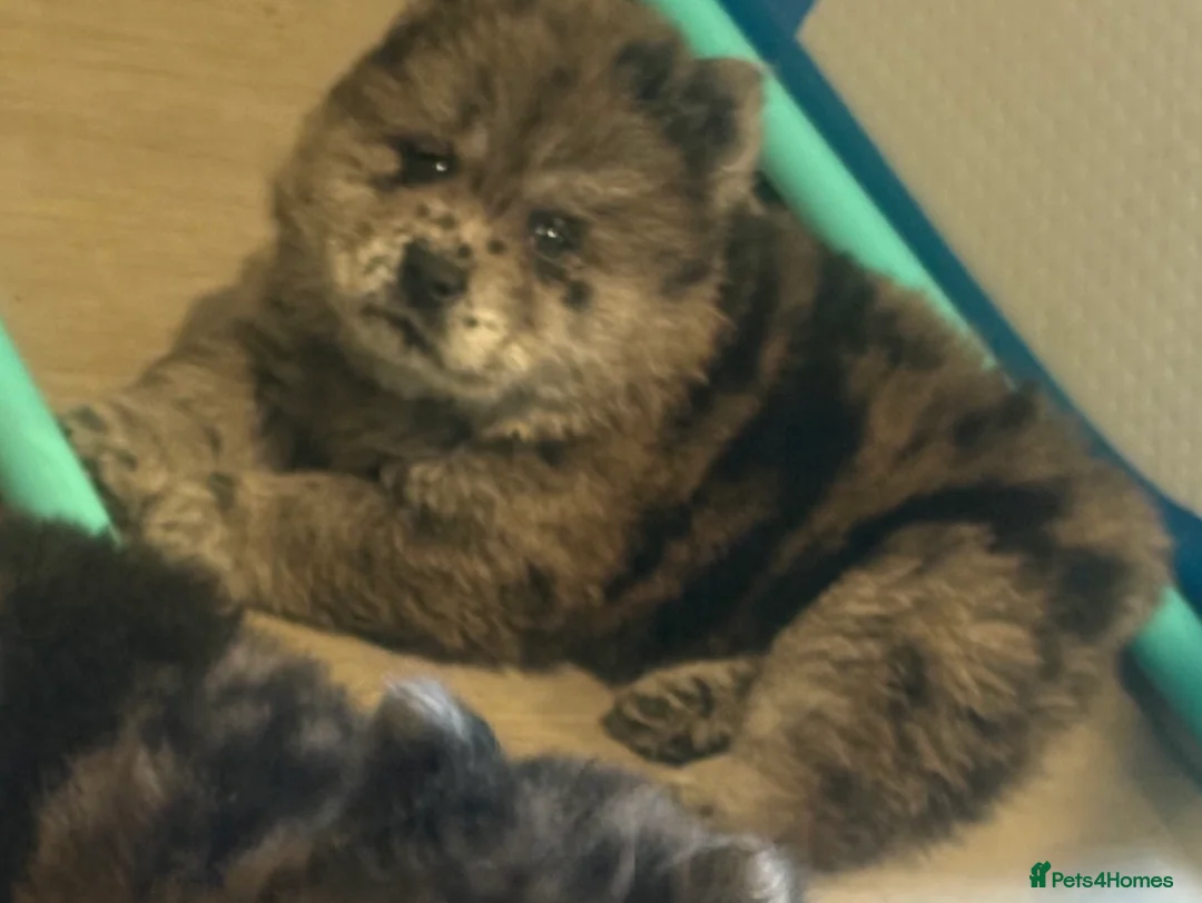 Chow Chow dogs for sale: Last lilac Merle male and female chow chow puppy - Advert 6