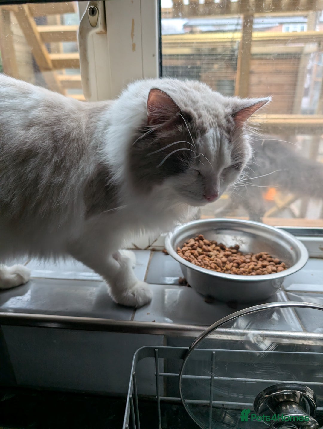 Ragdoll cats for sale: Stunning ragdoll boy  - Advert 4