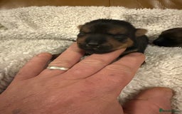 Norfolk Terrier dogs for sale: Nolfolk terrier pups - Image 13