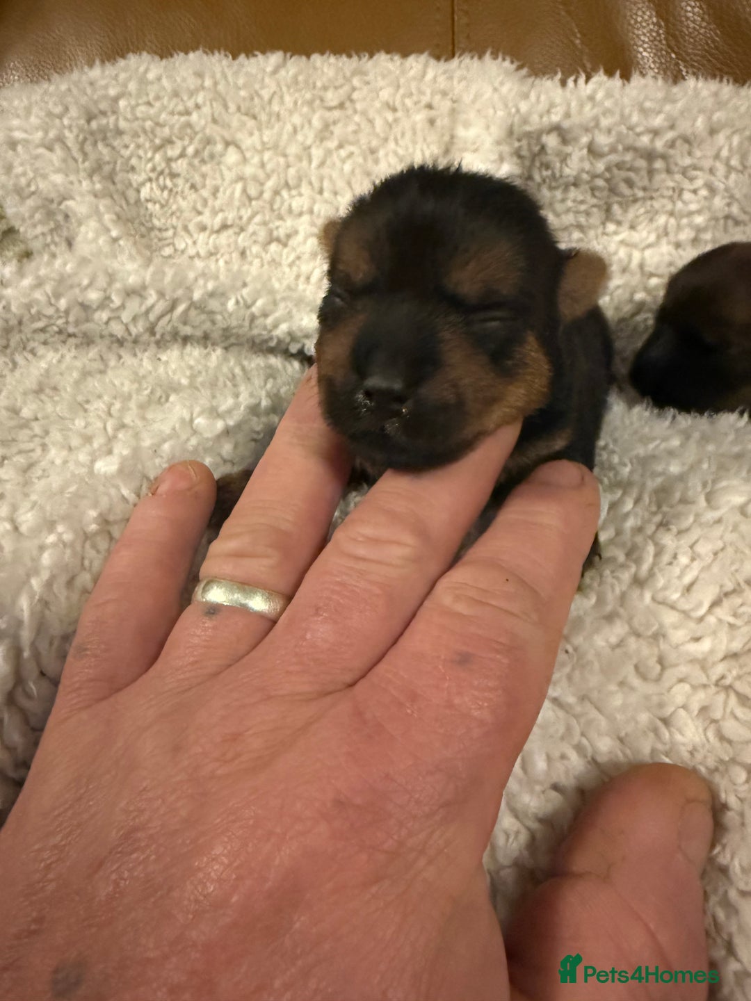 Norfolk Terrier dogs for sale: Nolfolk terrier pups - Image 13
