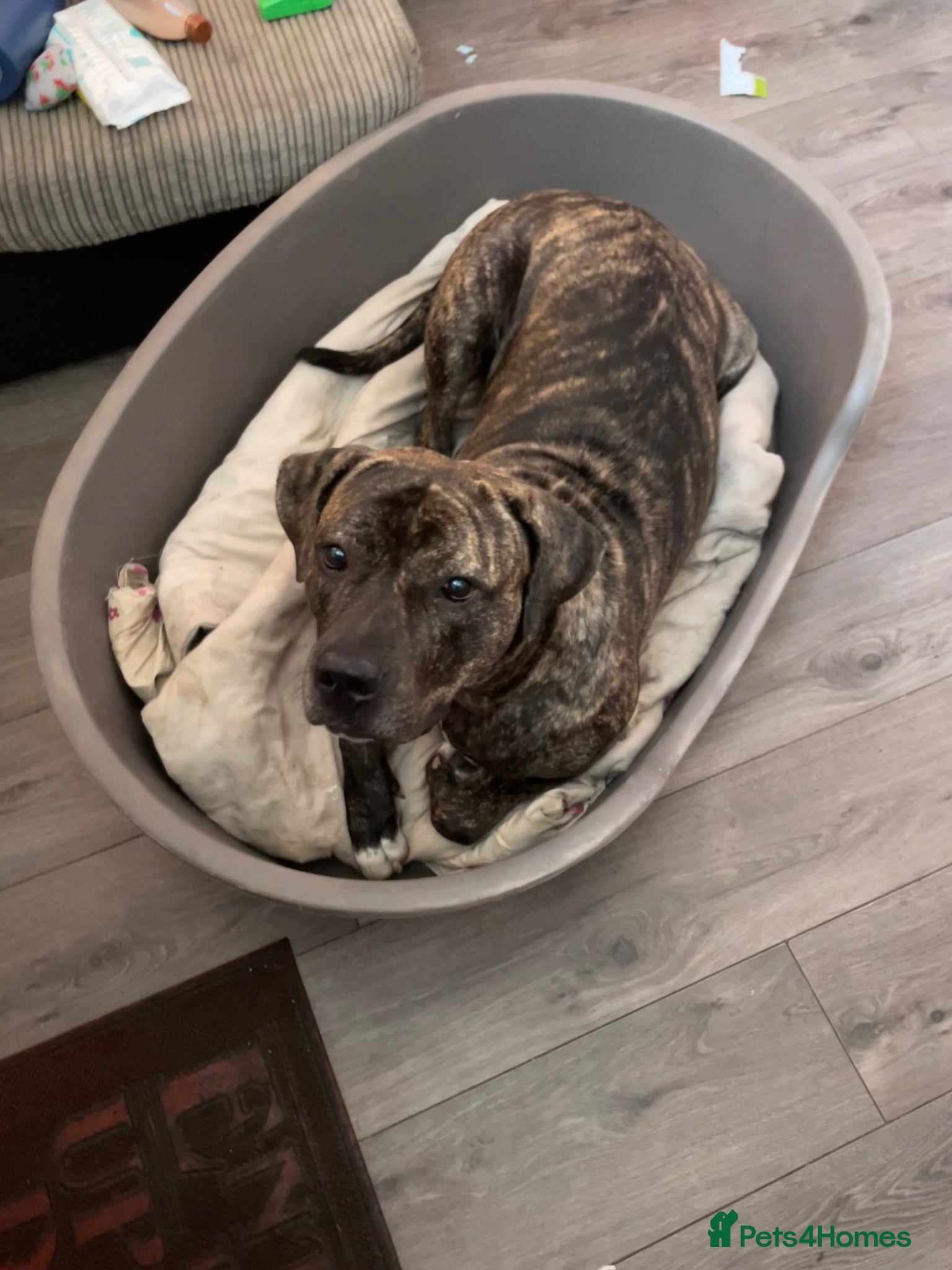 Presa Canario dogs for sale: Cleo looking for new home - Advert 6