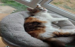 Maine Coon cats for sale: Beautiful XXL Maine-coon kittens 😸 ♥️  - Image 34