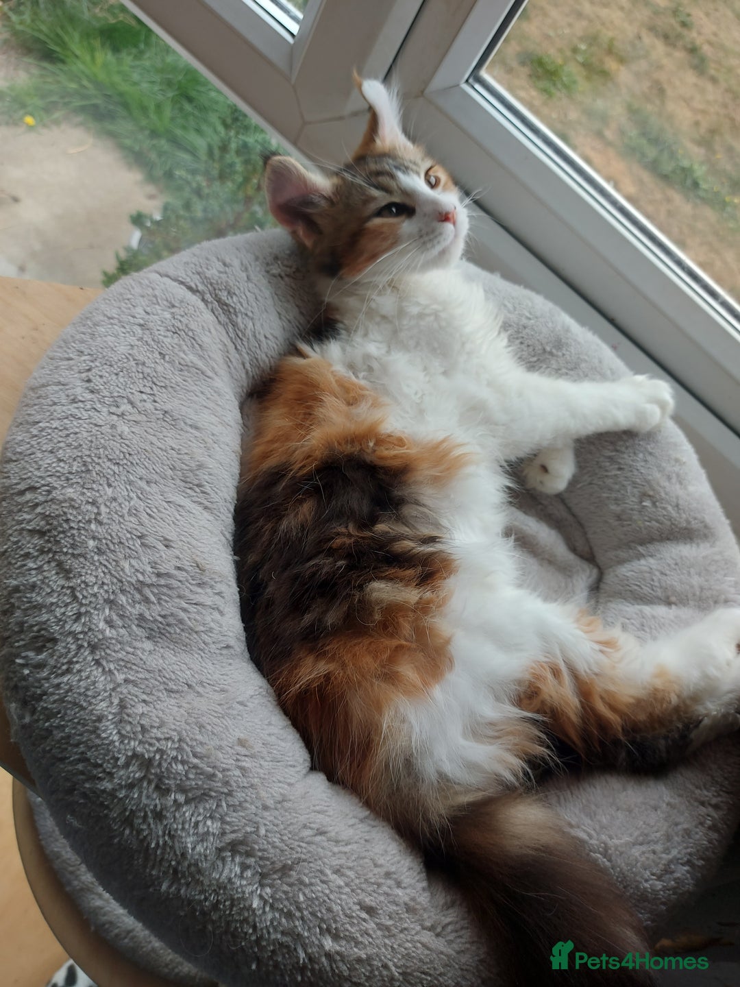 Maine Coon cats for sale: Beautiful XXL Maine-coon kittens 😸 ♥️  - Image 34