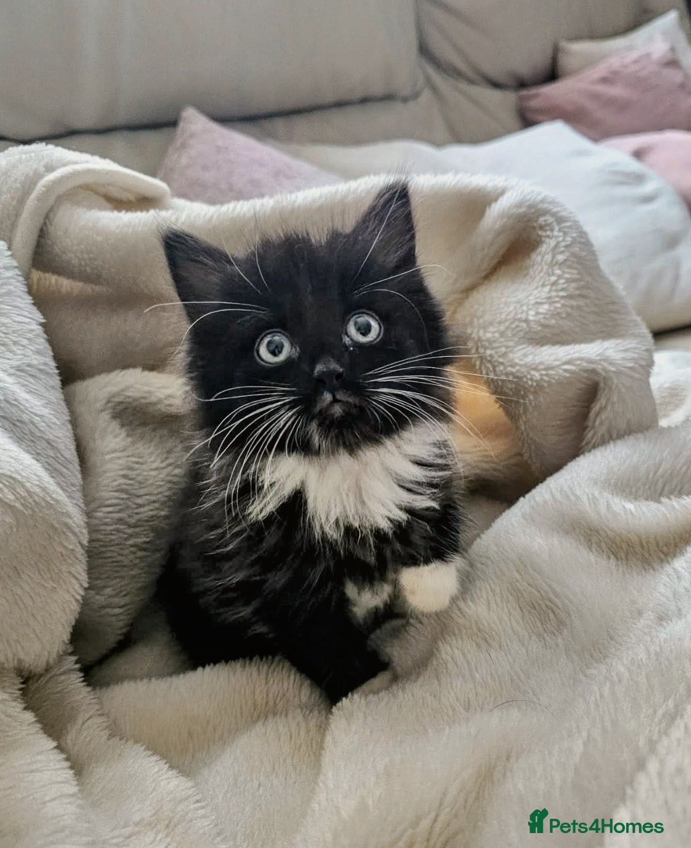 Mixed Breed cats Last beautiful kitten  - Advert 1