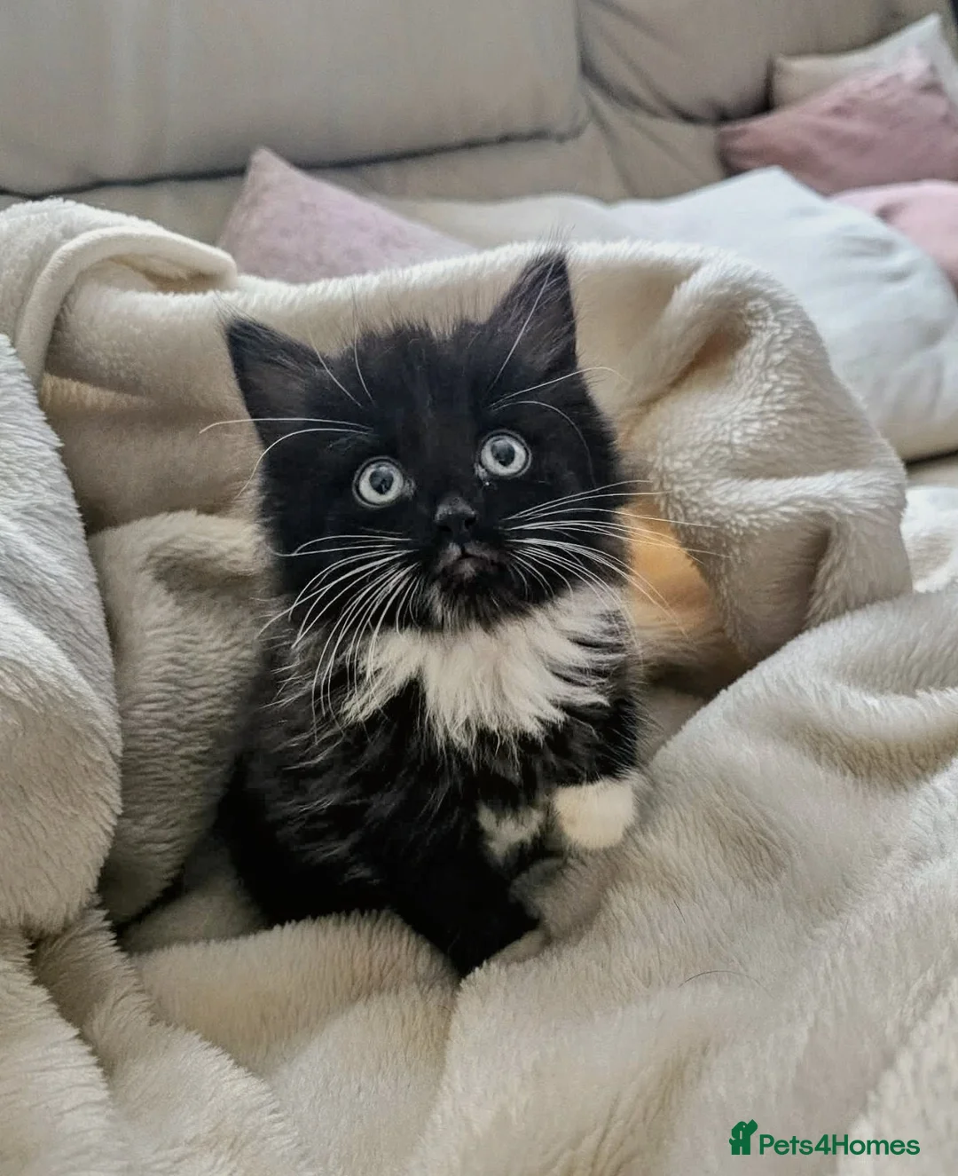 Mixed Breed cats for sale: Last beautiful kitten  - Advert 1