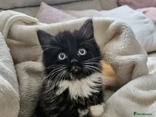 Mixed Breed cats Last beautiful kitten - Advert 6