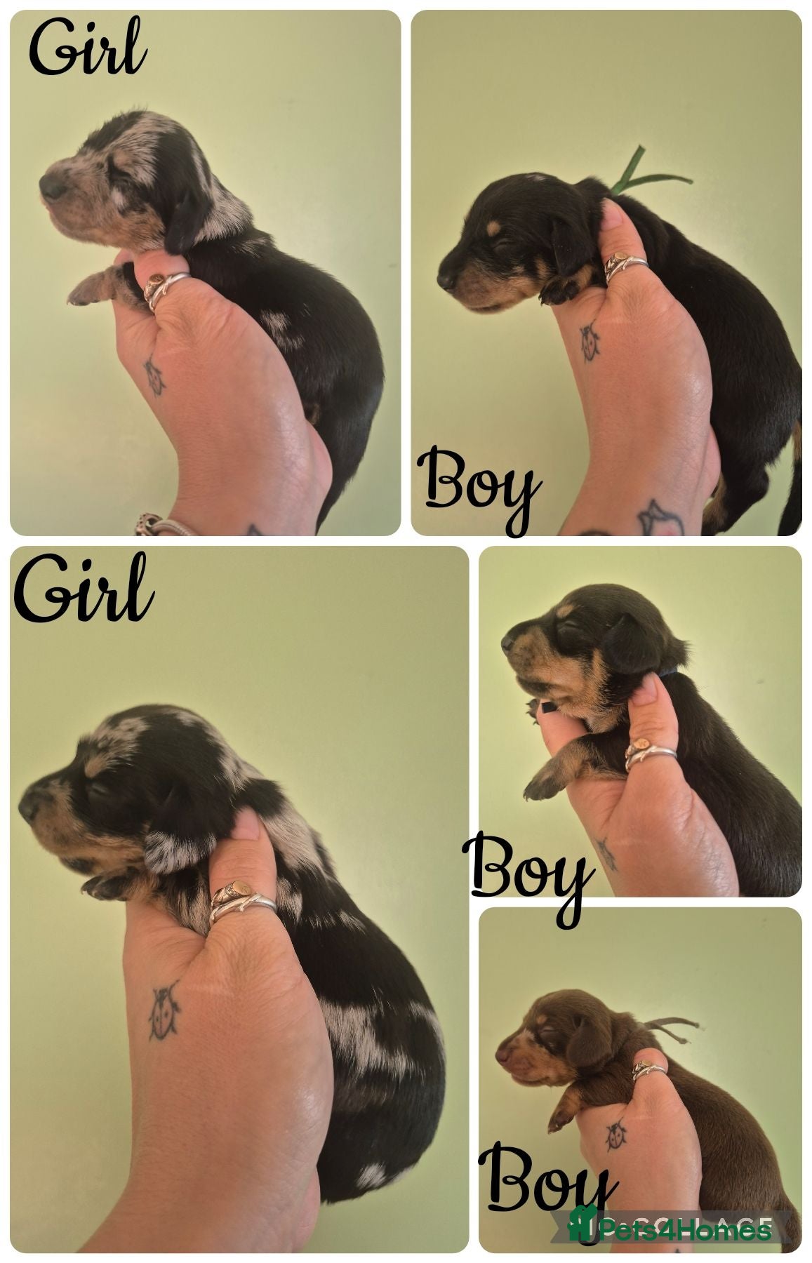 Miniature Dachshund dogs PRA CLEAR MINIATURE DACHSHUND PUPPIES - Advert 1