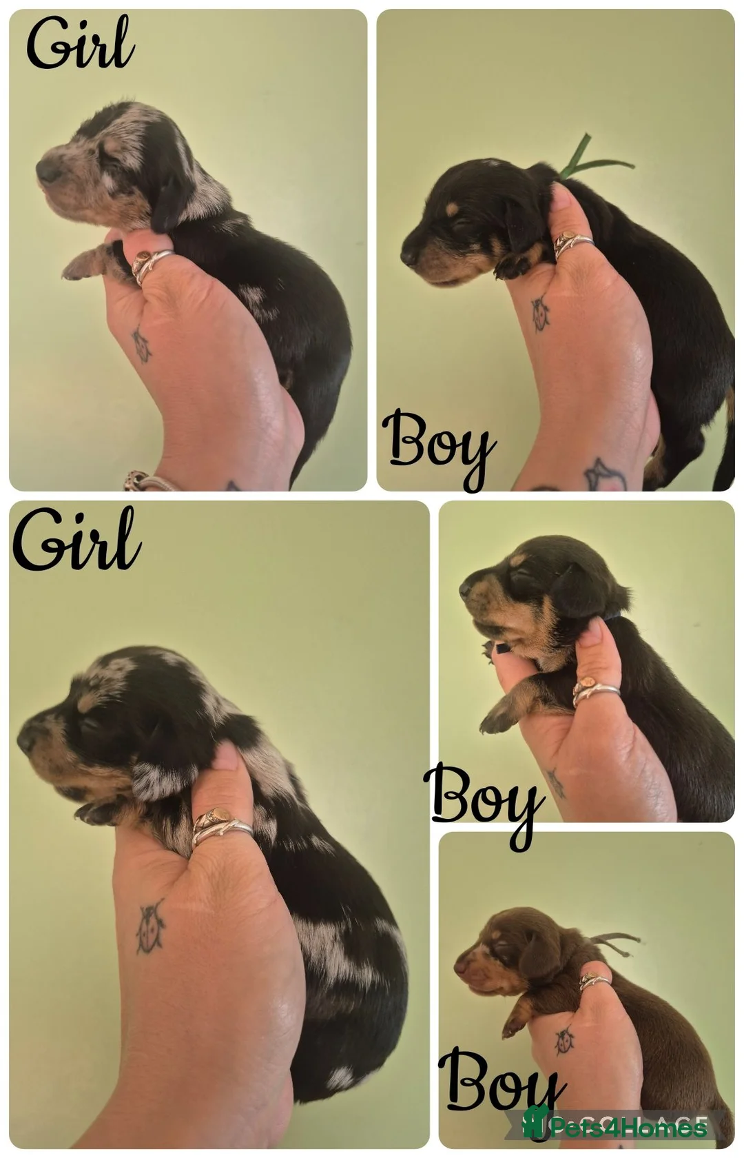 Miniature Dachshund dogs for sale: PRA CLEAR MINIATURE DACHSHUND PUPPIES - Advert 1